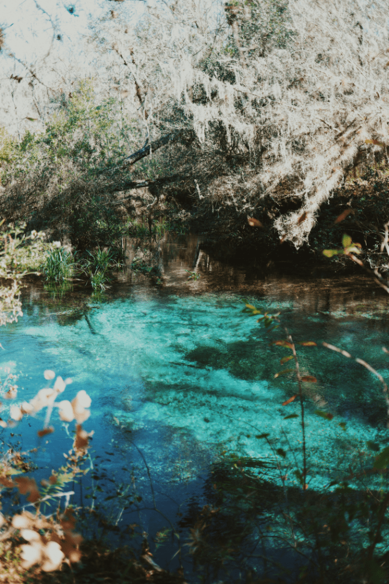 Discover the Natural Beauty of Ichetucknee Springs