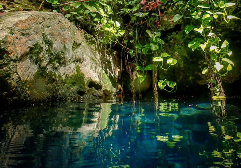 Clear Blue Spring surrounding boardwalk at Paradise Springs, FL