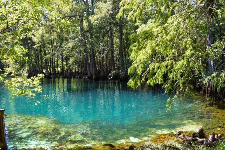 Manatee Springs State Park